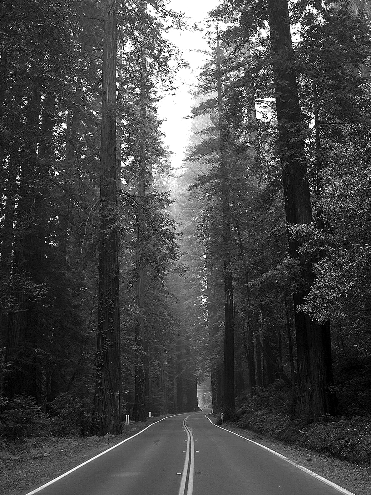 In the beginning a cathedral of trees