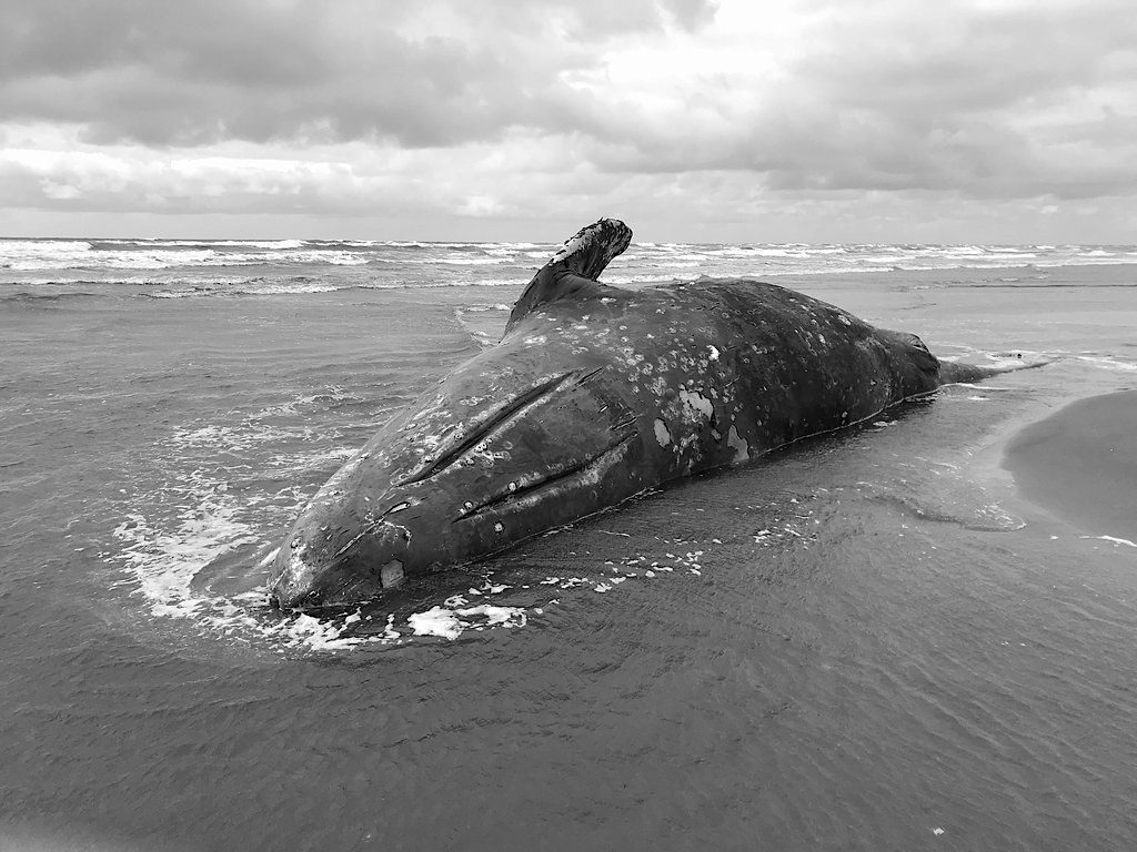 A Dead Whale of a Tale